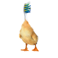 TOOTHBRUSHDUCK