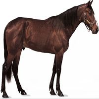 horse12